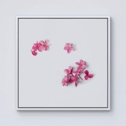 Warren Reed - Designer Pink Frangipani Flowers Framed Canvas in Off-White - Size: w10 inch x h10 inch - thumbnail 1