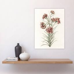 "Artery8 Six Carnations Vintage Illustration Teyler Wall Art Poster Print in White - Size: W12"" x H16""" - thumbnail 4