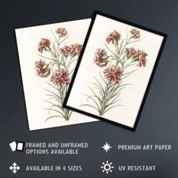 "Artery8 Six Carnations Vintage Illustration Teyler Wall Art Poster Print in White - Size: W12"" x H16""" - thumbnail 2