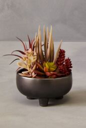 Orsina Mixed Faux Succulents In Grey Ceramic Pot, Southwestern Farmhouse Style Artificial Plants, Nature-Inspired - thumbnail 4