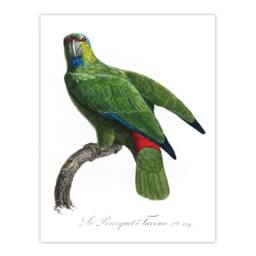 "Artery8 The Festive Amazon Parrot Levaillant Wall Art Poster Print in White - Size: W18"" x H24""" - thumbnail 1