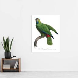 "Artery8 The Festive Amazon Parrot Levaillant Wall Art Poster Print in White - Size: W18"" x H24""" - thumbnail 4