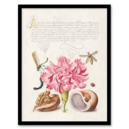 Artery8 Model Book of Calligraphy Framed Wall Art Carnation Walnut & Mollusk in White - Size: A4 - thumbnail 1