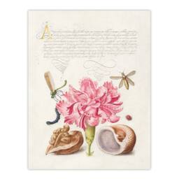 Artery8 Model Book of Calligraphy Framed Wall Art Carnation Walnut & Mollusk in White - Size: A4 - thumbnail 3