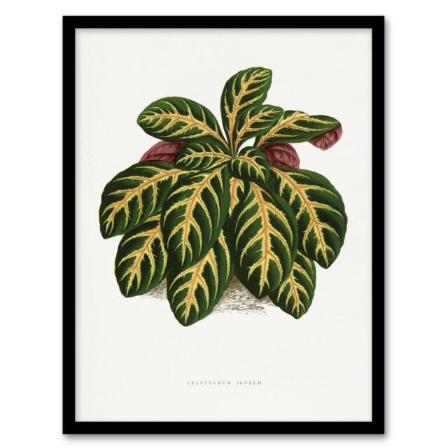 Artery8 AF Lydon B Fawcett Eranthemum Igneum Golden Vein Plant Framed Art in White - Size: A4 - image 1