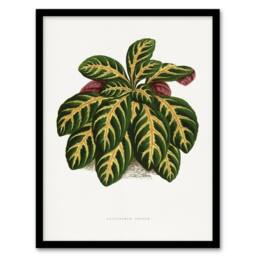 Artery8 AF Lydon B Fawcett Eranthemum Igneum Golden Vein Plant Framed Art in White - Size: A4 - thumbnail 1