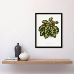 Artery8 AF Lydon B Fawcett Eranthemum Igneum Golden Vein Plant Framed Art in White - Size: A4 - thumbnail 4