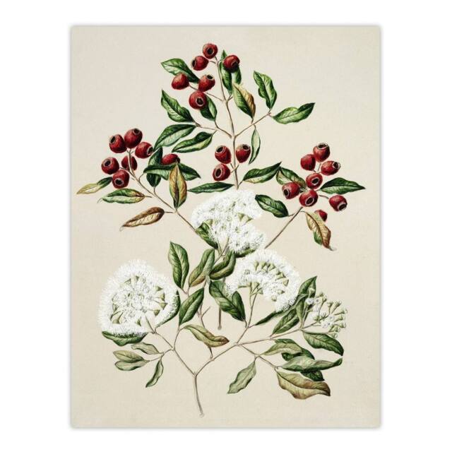 "Artery8 New Zealand Maire Tawake Tree Flowers Featon Wall Art Poster Print in Beige - Size: W18"" x H24""" - image 1