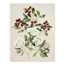 "Artery8 New Zealand Maire Tawake Tree Flowers Featon Wall Art Poster Print in Beige - Size: W18"" x H24""" - thumbnail 1