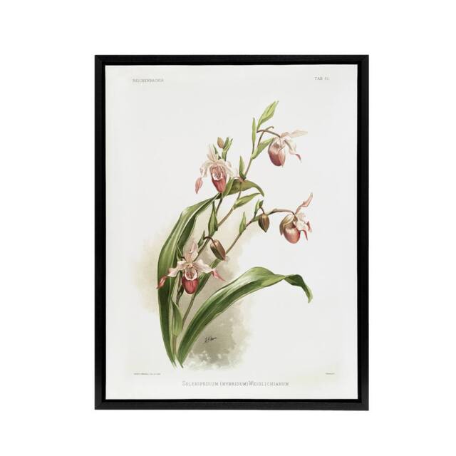 "Artery8 Frederick Sander Selenipedium Weidlichianum Orchid Framed Canvas Art - Size: W12"" x H16""" - image 1