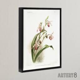 "Artery8 Frederick Sander Selenipedium Weidlichianum Orchid Framed Canvas Art - Size: W12"" x H16""" - thumbnail 2