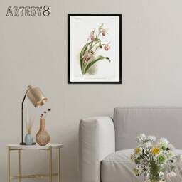 "Artery8 Frederick Sander Selenipedium Weidlichianum Orchid Framed Canvas Art - Size: W12"" x H16""" - thumbnail 3