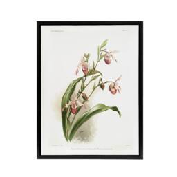 "Artery8 Frederick Sander Selenipedium Weidlichianum Orchid Framed Canvas Art - Size: W12"" x H16""" - thumbnail 1