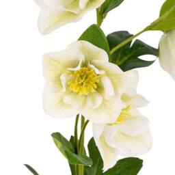 Lemon Pavilion Furniture and Decor White Hellebore Stem Artificial Flower - Plastic - H45 cm - White - thumbnail 3