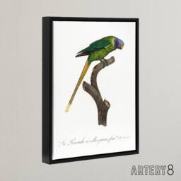 "Artery8 Female Plum Headed Parakeet Levaillant Framed Canvas Wall Art Print in White - Size: W12"" x H16""" - thumbnail 2