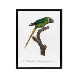 "Artery8 Female Plum Headed Parakeet Levaillant Framed Canvas Wall Art Print in White - Size: W12"" x H16""" - thumbnail 1