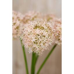 Sostter Pink Giant Allium Faux Flower Stem in Green - thumbnail 5