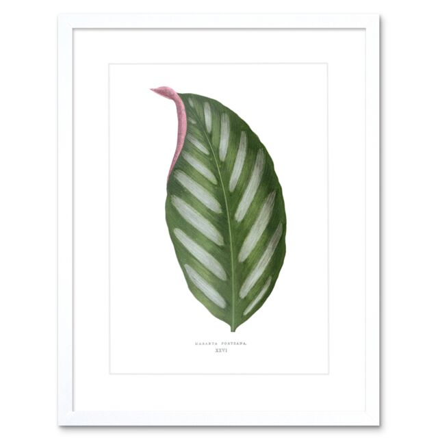 "Artery8 Wall Art Print Leaf Maranta Porteana Art Framed 9x7 inch in White - Size: W7"" x H9""" - image 1