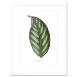 "Artery8 Wall Art Print Leaf Maranta Porteana Art Framed 9x7 inch in White - Size: W7"" x H9""" - thumbnail 1
