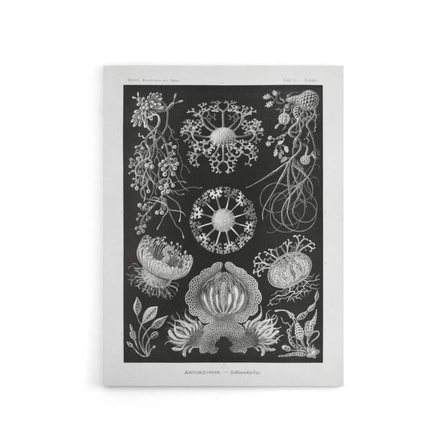 "Artery8 Ascomycetes Fungi Species Vintage Haeckel Canvas Wall Art in Black - Size: W18"" x H24""" - image 1
