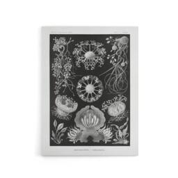 "Artery8 Ascomycetes Fungi Species Vintage Haeckel Canvas Wall Art in Black - Size: W18"" x H24""" - thumbnail 1