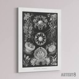 "Artery8 Ascomycetes Fungi Species Vintage Haeckel Canvas Wall Art in Black - Size: W18"" x H24""" - thumbnail 2