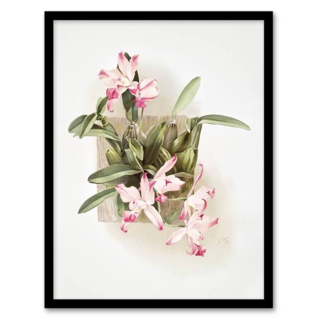 Artery8 F Sander Laelia Autumnalis Xanthotropis Orchid Framed Wall Art Print - Size: A4 - image 1