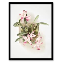 Artery8 F Sander Laelia Autumnalis Xanthotropis Orchid Framed Wall Art Print - Size: A4 - thumbnail 1