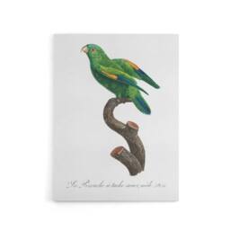 "Artery8 The Marigold Lorikeet Parrot Levaillant Canvas Wall Art Print in White - Size: W18"" x H24""" - thumbnail 1