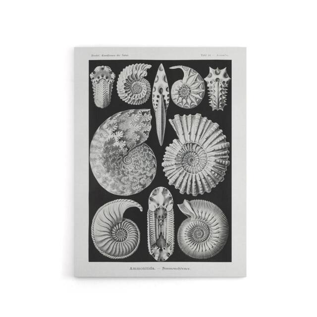 "Artery8 Ammonite Fossil Cephalopods Haeckel Botanical Canvas Wall Art in Black - Size: W18"" x H24""" - image 1