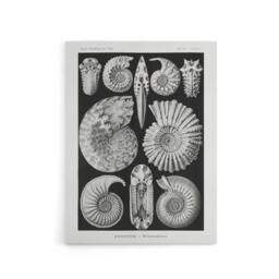 "Artery8 Ammonite Fossil Cephalopods Haeckel Botanical Canvas Wall Art in Black - Size: W18"" x H24""" - thumbnail 1