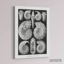 "Artery8 Ammonite Fossil Cephalopods Haeckel Botanical Canvas Wall Art in Black - Size: W18"" x H24""" - thumbnail 2