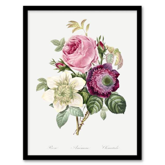 Artery8 Anemone & Cabbage Rose Flower Redoute Vintage Framed Wall Art Print in White - Size: A4 - image 1