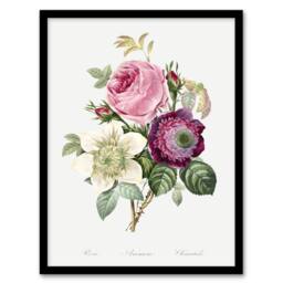 Artery8 Anemone & Cabbage Rose Flower Redoute Vintage Framed Wall Art Print in White - Size: A4 - thumbnail 1