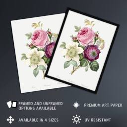 Artery8 Anemone & Cabbage Rose Flower Redoute Vintage Framed Wall Art Print in White - Size: A4 - thumbnail 2
