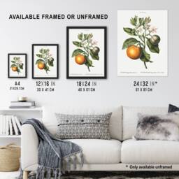 Artery8 Bitter Orange Botanical Redoute Vintage Framed Wall Art Print in White - Size: A4 - thumbnail 3