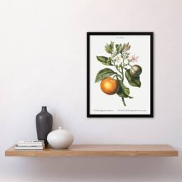 Artery8 Bitter Orange Botanical Redoute Vintage Framed Wall Art Print in White - Size: A4 - thumbnail 4