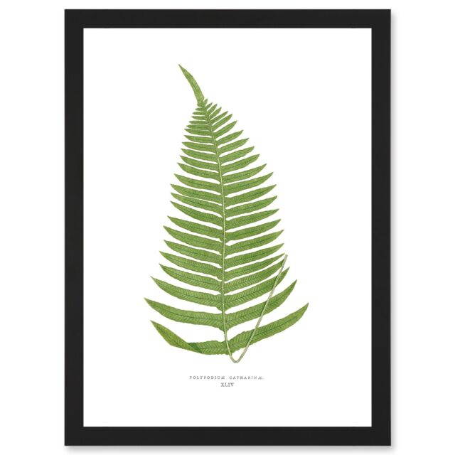 Artery8 Fern Polypodium Catharinae Nature Plant Life Botanical Artwork Framed Wall Art Print A4 in Black - image 1