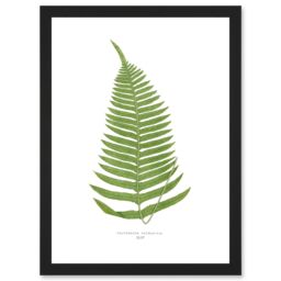 Artery8 Fern Polypodium Catharinae Nature Plant Life Botanical Artwork Framed Wall Art Print A4 in Black - thumbnail 1