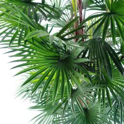 Leaf Artificial 120cm Fan Palm Tree in Green - thumbnail 2