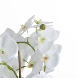 Love Lace Large White Orchid & Fern Garden In Rootball - thumbnail 3