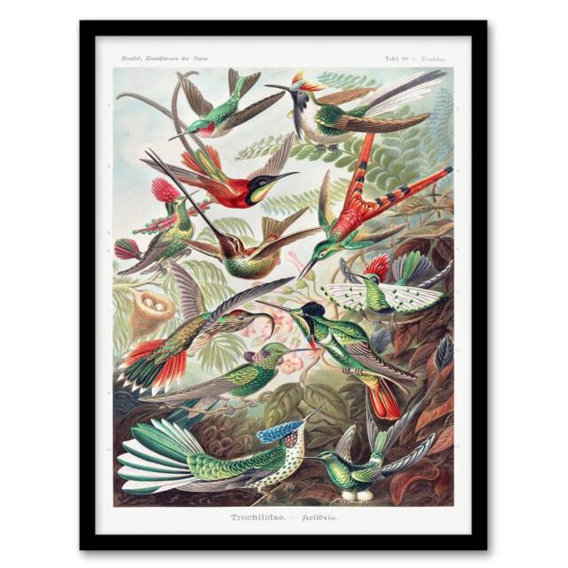Artery8 Ernst Haeckel Framed Wall Art Print Kolibri Birds Hummingbird Species - Size: A4 - image 1