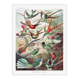 Artery8 Ernst Haeckel Framed Wall Art Print Kolibri Birds Hummingbird Species - Size: A4 - thumbnail 3