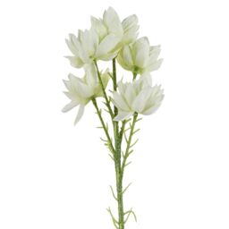 Leaf 60cm Artificial White Starflower Stem 5 Flowers - thumbnail 1