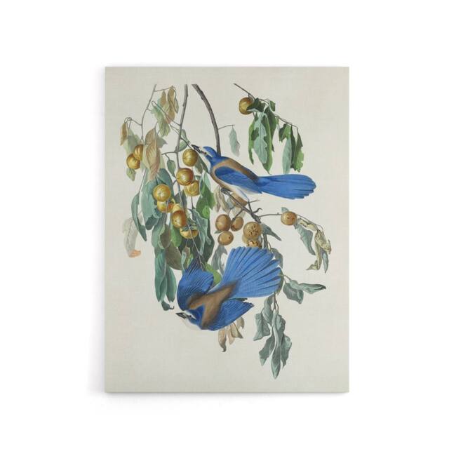 "Artery8 Florida Jay & Persimmon Tree Audubon Nature Canvas Wall Art in White - Size: W18"" x H24""" - image 1