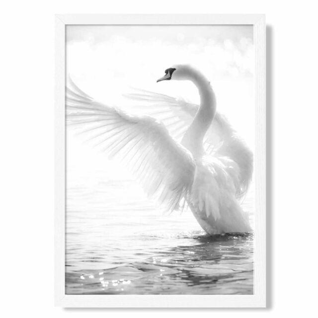 ARTZE Graceful Swan Bird Black & White Photo Framed Print SIZE: A2 with White Frame - image 1