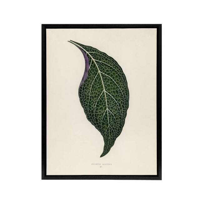 "Artery8 Vintage Botanical Nerve Plant Leaf Fawcett Black Framed Canvas Art in Beige - Size: W12"" x H16""" - image 1