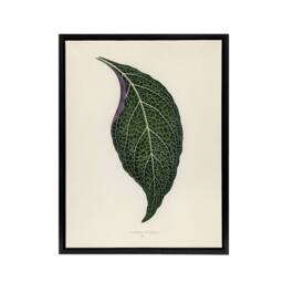 "Artery8 Vintage Botanical Nerve Plant Leaf Fawcett Black Framed Canvas Art in Beige - Size: W12"" x H16""" - thumbnail 1