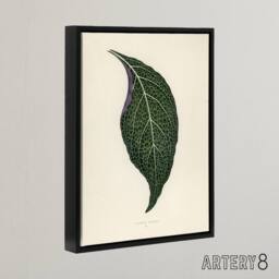 "Artery8 Vintage Botanical Nerve Plant Leaf Fawcett Black Framed Canvas Art in Beige - Size: W12"" x H16""" - thumbnail 2