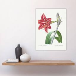 "Artery8 Brazilian Amaryllis Flower Redoute Vintage Wall Art Print Poster in White - Size: W12"" x H16""" - thumbnail 4